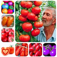 24 tipi di semi di pomodoro nutriente rari semi di pomodoro enormi semi di frutta vegetale bonsai pianta in vaso per giardini domestici 100 pc286v