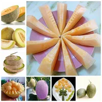 40 PCS Bag Seeds Japan Fruit Caltaloupe Melon Bonsai Garden Honey Dew Green Fresh Fruit Muskmelon Potted Plant2279