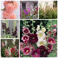 200 PCs Bag Seeds Double Hollyhock Outdoor Blooming Subtropical Bonsai Pasted Althaea Rosea Flor Plant for Home Garden Decor345i
