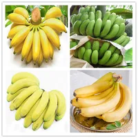 100 PCs Samen Echtes Zwerg Bananenbaumbonsai Obstpflanze seltene Mini Bonsai Musa Velutina Sementes da fruta2286