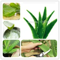 100pcs Green Aloe Vera Bonsai Semi di pianta di bellezza commestibile verdure costibili e verdure di frutta bonsai Piante di alberi per hom232o