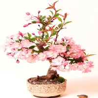 10 pezzi confezione bonsai albero giapponese pianta di sakura rara rari fiori di ciliegio fiori fiori semi di pianta in bonsai colorato prunus se309w
