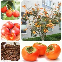 20 pezzi giapponesi semi di alberi da frutta per cachi non OGM Fruit Semi di alta qualità Pianta da giardino domestico Diospyros Kaki Seeds298a