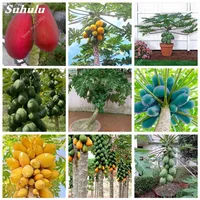 50 pezzi sacchetto grande semi di papaia tailandia bonsai bonsai albero sempreverde fai da te giardino naturale piante purificare la pianta di frutta fiore dell'aria264w