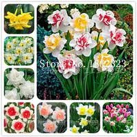 100 PCS NARCISSUS FLOWER BONSAI DAFFODIL FLOWER BONSAI PLANTS 이중 꽃잎 흡수 방사선 화분 DIY 홈 정원 식물 SE3070