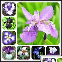 Autres fournitures de jardin Patio Lawn Home 100pcs / Set Rare Orc Seeds Mixed Iris Orcs Plantes intérieures belles Plantation de bonsaï Fleurs Semilla Dhlnd