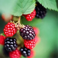 100 Pcs Blackberry Seed Sweet Black Berry Giant Blackberries Heirloom Fresh Organic Fruits Triple Crown Red Mulberry Seeds