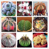 Semi di euforbia obesa semi succulenti semi semi di fiori di cactus rari per piantagione di giardini facili da coltivare 100 pezzi/confezione all'ingrosso