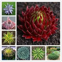 50Pcs Pack Bonsai Flower Agave Seeds Rare Chihuahua Succulent Plants Perennial Flower Seed for Home Garden Decor