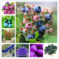 Blueberry Seeds 100Pcs Black Purple Bonsai Blue berry Fruit Tree & Sweet Fruits Seed Non-GMO Potted Plant for Home & Garden
