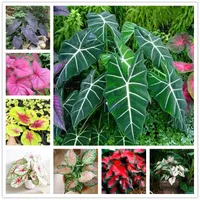 Caladyum Tohumları Florida Fantezi Boyunca Caladiums Tohum Bonsai Renkli Süs Bitkileri Tohumlar Nadir Çiçek 100 PCS/PACK
