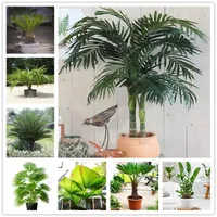 Bonsai Palm Seeds Perennial Flower Seeds Indoor & Outdoor Plants Chamaerops Excelsa Tree Seed 10 Pcs Garden Ornamental Plant
