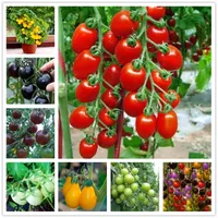 Renkli Kiraz Domates Tohumları 130 PCS Taze Organik Meyveler Doğa Sebzeleri Saksı Bonsai Saksı Bitki Tatlı Şelale Bakire Meyve Tohumu