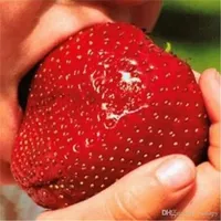 Riesige Erdbeeren Samen 150 Stcs Super süße Erdbeerfrucht Samen Parfüm Bonsai frische Bio -Früchte Pflanzensamen Großhandel Großhandel
