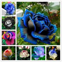 Parfum Rose Seeds Rainbow Flower Seed Bonsai Bluelover Fleurs Graines Nature Rare Balconie Plant 100pcs