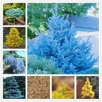 Semi di abete blu America Colorado Blue Cedar Plants Seed Abete Picea Tree Courtyard Garden Bonsai Pianta 30pcs 30pcs