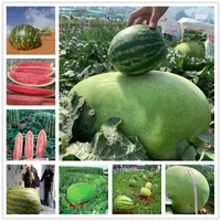 20 Pcs Giant Watermelon Seeds Organic Tsama Fruits Seeds Natural Sweet melon Pollution free crops Plant seed Wholesale One mu of land 10000kg