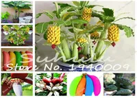 Gartenversorgungen 200 Stcs Bananensamen seltene gro￟e Hainan Musa Velutina Zwerg k￶stliche Obstbaum Mini Bonsai Exotic Home Garden PLA9065195