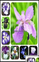 Andere Gartenlieferungen Patio Rasenhaus 100pcsset seltene Ork Samen gemischt Iris Orcs Innenpflanzen Schöne Pflanze Bonsai Blumen Semi1278633