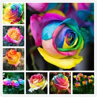 100 Pcs Rainbow Rose Seeds Mixed Color Callistephus Flower Seed Bonsai Perennial French Perfume Rose Plant for Home Garden Pot