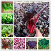 100 pezzi/lotto semi di spinaci viola verdure in vaso grande semi di spinaci a foglia rotonda spinaggio non OGM per la germinazione della casa agricola percentuale 90%
