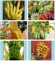 Altre forniture da giardino 200 pcsbag semi nani banana bonsai albero tropicale frutta tropicale in vaso di balcone fiore da giardino per vaso da casa p3967705
