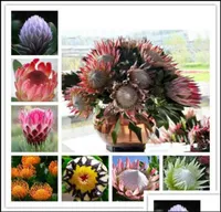 정원 장식 안뜰 잔디밭 홈 100pcsset 씨앗 크리스마스 식물 꽃 꽃 선물 Protea Cynaroides Bonsai 화분에 드롭 DERIV7231088