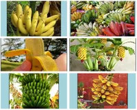 Altre forniture da giardino 200 pcsbag semi nani banana bonsai albero tropicale frutta tropicale in vaso di balcone fiore da giardino per vaso da casa p2431739