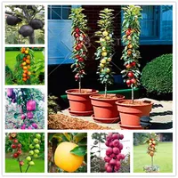 30 Pcs Sweet Apple Seeds Non GMO Fruit Climbing Fruits Tree Seed Perennial Dwarf Potted Fuji Apples Trees Seeds