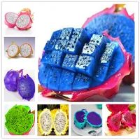 100 pezzi Mixcolor PitAya Semi di frutta Seme di frutta Perenni Bonsai Piatti in vaso pi￹ recenti variet￠ Dragon Blu Giallo Blu Viola 90% Percentuale di germinazione
