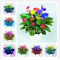30 pezzi Multicolour Anthurium Andraeanum Seeds Bonsai Anthurium Florente Fiore perenne Piante ornamentale aromatico.