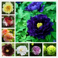 10 Pcs Big Flower Peony Seeds Bonsai Plants Colorful Paeonia Suffruticosa Seed Double Blooms Rare Chinese Peony Tree for Home Garden