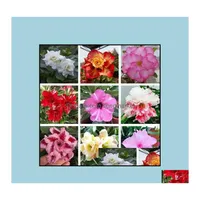 Otros suministros de jard￭n Patio Lawn Home 1 Pcs ￚnico Desert Rose Bonsai Flores semillas Beautif Color Ornamental Plants Balc￳n Pot Dhc1r