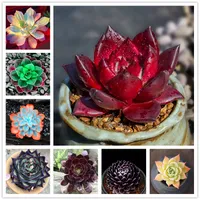 100 Pcs Succulent Plants Encrinite Seeds Rare Ornamental Plant Seed Cactus Lotus Seeds for Home Garden Balcony Miniascape Wholesale