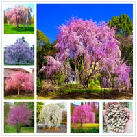 15 st/parti japan gråtande sakura frön regn droppar persikan blomma frön vackra orientaliska körsbär bonsai potten växt träd blomma frö för hemma trädgård