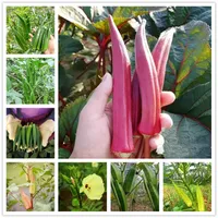 50 Pcs  Sack Vegetables Seeds Organic Okra Plants Seed Natural Growth Potted Green Vegetable Abelmoschus Esculentus 90% Germination Percentage