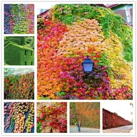 100 Pcs  Lot Flower Seeds Bonsai Boston Ivy Plants Seed Outdoor Natural Growth Potted Virginia Creeper Aromatic Creepers for Park Garden Ornamental Green Plants