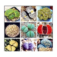 Autres fournitures de jardin patio pelouse maison 100 m￩lange rare lithops graines de pierres vivantes succent cactus bio bk semedbonsai pour plante int￩rieure dhtob