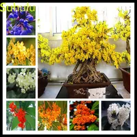 10pcs Sweet scented fragrans Osmanthus Seeds Garden Flower Variety complete Flower Bonsai Plant High Quality Beautifying And Air P290M