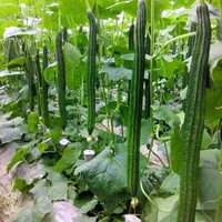 10pcs "Luffa" Gem￼sesamen Bonsai -Pflanzen Semillas Semillas ausgew￤hlte Semente f￼r Gartendekoration - Handtuchk￼rbisschwamm - Xiangua