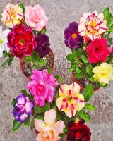 Fiori decorativi ghirlande arcobaleno semi di rosa deserto doppio petali adenium obesum semi di fiori piante per giardino domestico non arti5578210