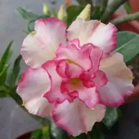" Desert Rose - Adenium obesum " flower seeds Garden decoration Semillas Selected sementes AO072
