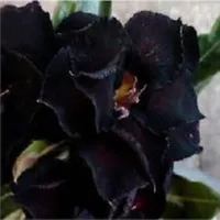 &quot; Desert Rose - Adenium obesum &quot; flower seeds Garden decoration Semillas Selected sementes AO0140