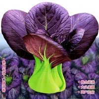 100PCS &quot; Purple cabbage &quot; Vegetable seeds bonsai Plants Semillas Selected sementes for Garden decoration
