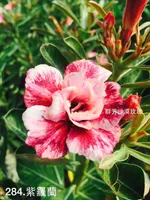 " Desert Rose - Adenium obesum " flower seeds Garden decoration Semillas Selected sementes AO050