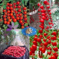 100 Cherry Tomato Organic Sweet and Heathy Vegetable Fruit Seeds for HomeGarden286n