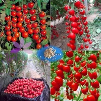 100 semi di frutta vegetale dolci biologici di ciliegia biologici per Homegarden276j