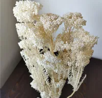 Faux Floral Greenery 50g Natural Millet Fruit Dried Flower living Room Wedding Decoration Artificial Flower Swedding Gifts For Gue1090099