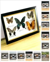 Decorative Figurines Beautiful Butterfly Specimen Educational Material CollectionButterfly Po Frame Artwork Decoration Home1852323