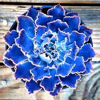 100pcs mischen Sukkulente Samen exotische mehrfarbige fleischige Lotus -Lithops Pseudotruncatella Bonsai Pflanzen Samen f￼r Hausgarten Blument￶pfe Pflanzgef￤￟e